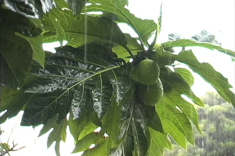 Rain on breadfruit 스톡 동영상 745172