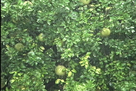Rain on breadfruit tree Video stock 745072