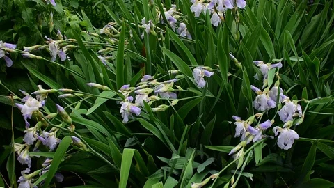 The rain broken irises Stock Footage 110839980