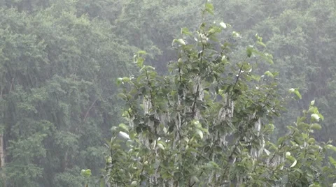 Rain as from a bucket 스톡 동영상 8559180
