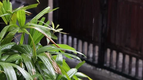 Rain on a Bunch of Palm Leaves Stock Footage 278513233