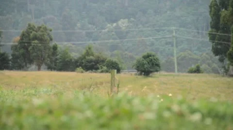 Rain in the bush 2 Stock Footage 22029995