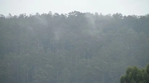 Rain in the bush Stock Footage 22035098