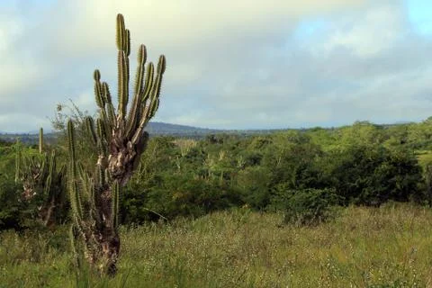 Rain in the caatinga - green caatinga after the rains Stock Photos