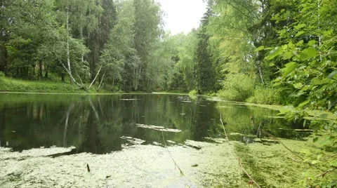 Rain at calm pond 4k Stock Footage 54539562