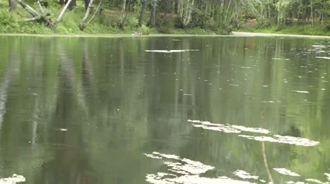 Rain at calm pond surface 4k Stock Footage 54546406