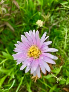 Rain Captor Stock Photos