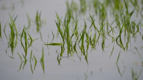 Rain caused floods and damage to agricultural crops. Stock Footage 109458493