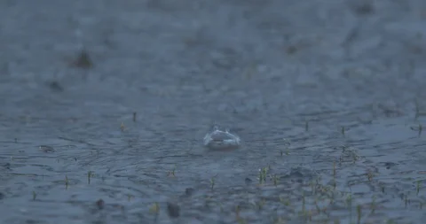 Rain Causing Ripples in a Puddle in Slow Motion Stock Footage 104268405