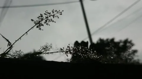 Rain Cinematic Stock Footage 230967373