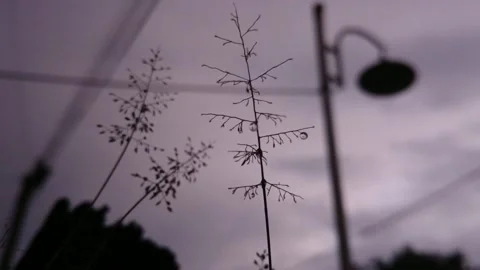 Rain cinematic Stock Footage 232297967