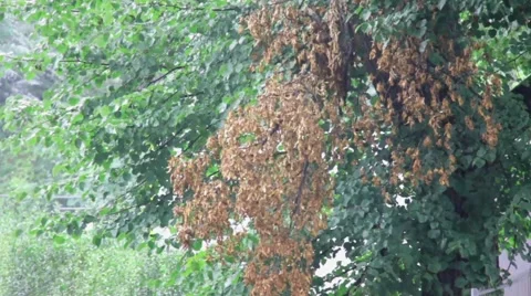 Rain in the city on green tree background Stock Footage 41604863