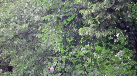Rain in the city on green tree background Stock Footage 41604938