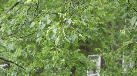 Rain in the city, rainy day Stock Footage 52803231