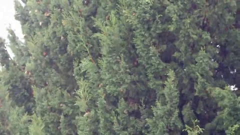 Rain close up with cypress branches background Stock Footage 69260727