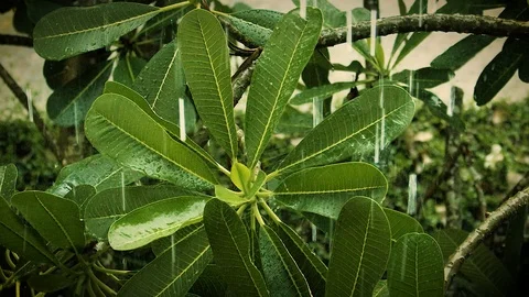 Rain close up Stock Footage 109189415