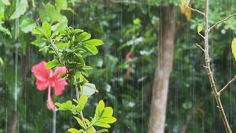 Rain close-up 스톡 동영상 117635351