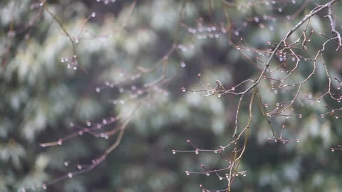 Rain with Close up of One Tree Branch and Blurred Background Stock Footage 251066244