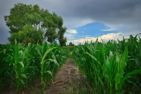Rain cloud over a corn field 库存照片
