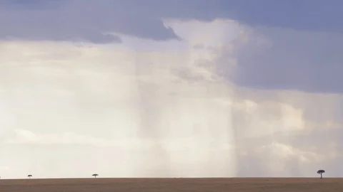 Rain clouds and lonely trees in beautiful landscapes in Maasai Mara triangle Stock Footage 113529004