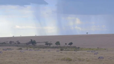 Rain clouds and lonely trees in beautiful landscapes in Maasai Mara triangle Stock Footage 113529291