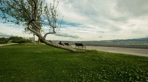Rain clouds and tree Stock Footage 37211830