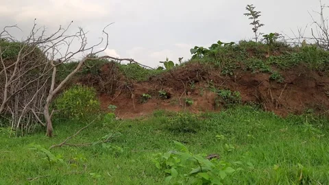 Rain clouds with meadow tree. Stock Footage 205354631