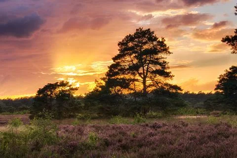 Rain clouds obscuring the sun over a field in the forest with purple heather Stock Photos