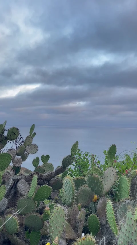 Rain Clouds Over Cactus Pacific Ocean Cliffside on Rocky Beach Stock Footage 244459098