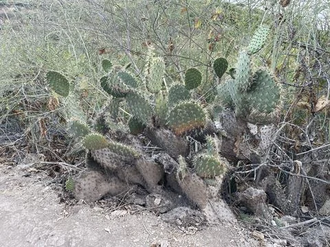 Rain Clouds Over Cactus on the Pacific Ocean and Cliffside Bushes in California Stock Photos