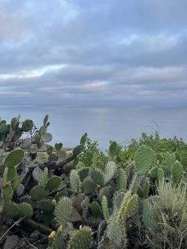Rain Clouds Over Cactus on the Pacific Ocean and Cliffside Bushes in California Stock Photos