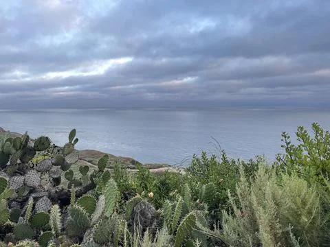Rain Clouds Over Cactus on the Pacific Ocean and Cliffside Bushes in California Stock Photos