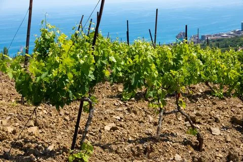 Rain clouds over mountains and a valley with a green vineyard. Stock Photos
