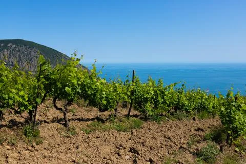Rain clouds over mountains and a valley with a green vineyard. Stock Photos