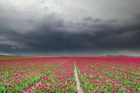 Rain clouds over red tulip field Stock Photos