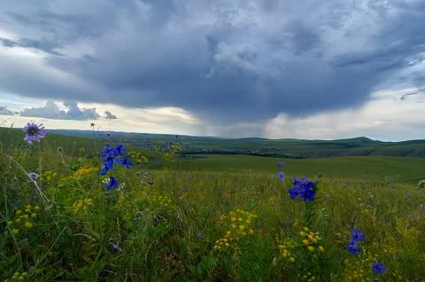 Rain clouds over the steppe covered with flowers and grass. Foto stock