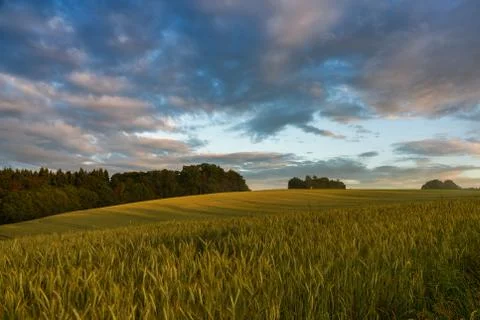Rain clouds over wheat field Stock Photos