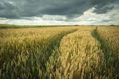 Rain clouds over a wheat field Stock Photos