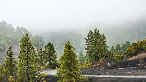 Rain clouds pushing through the mountains and pine tree forest of La Palma ne Stock Photos
