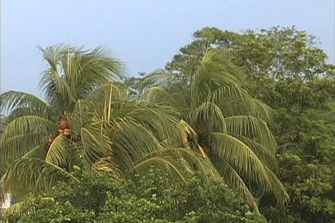  Rain on coconut palms Stock Footage 745117