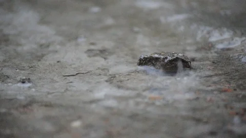 Rain on cocrete Stock Footage 102241738
