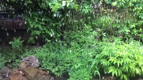 Rain comes in the garden Stock Footage 78783528