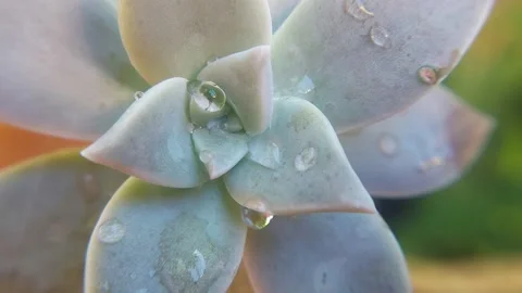 Rain coming and wetting the stone flower. Video stock 154703717