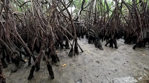 Rain coming down on a Mangrove Swamp growing in Therapeutic Mud Stock Footage 313244759
