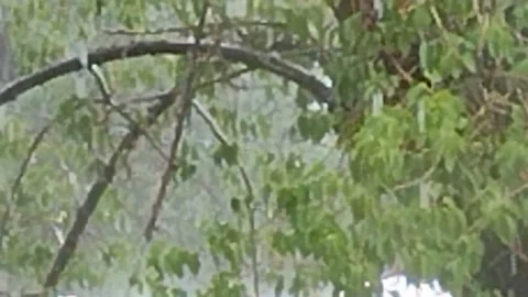 Rain coming threw the leaves of the tree. Stock Footage 198075886