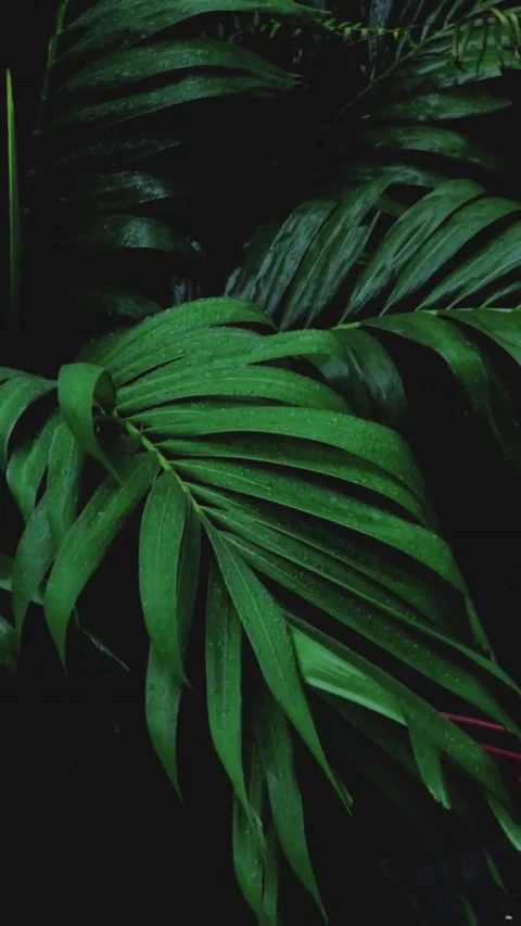 Rain that completes the silence of nature 库存影片 209910445