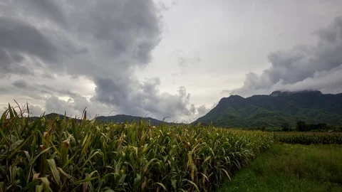 Rain corn on mountain, timelapse video Stock Footage 78562622