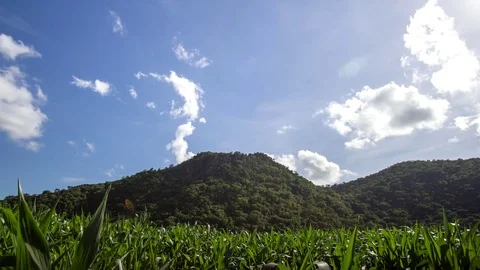 Rain corn on mountain, timelapse video Stock Footage 78724814