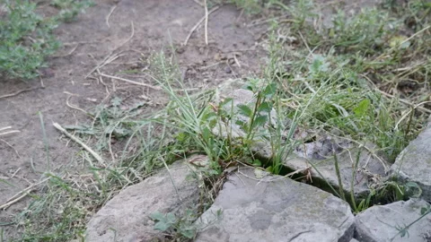 Rain in countryside. Stock Footage 170750082