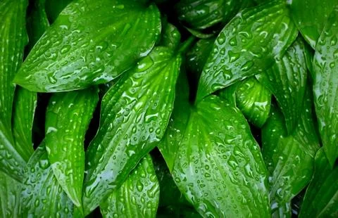 Rain Covered Hostas in Grouping Stock Photos